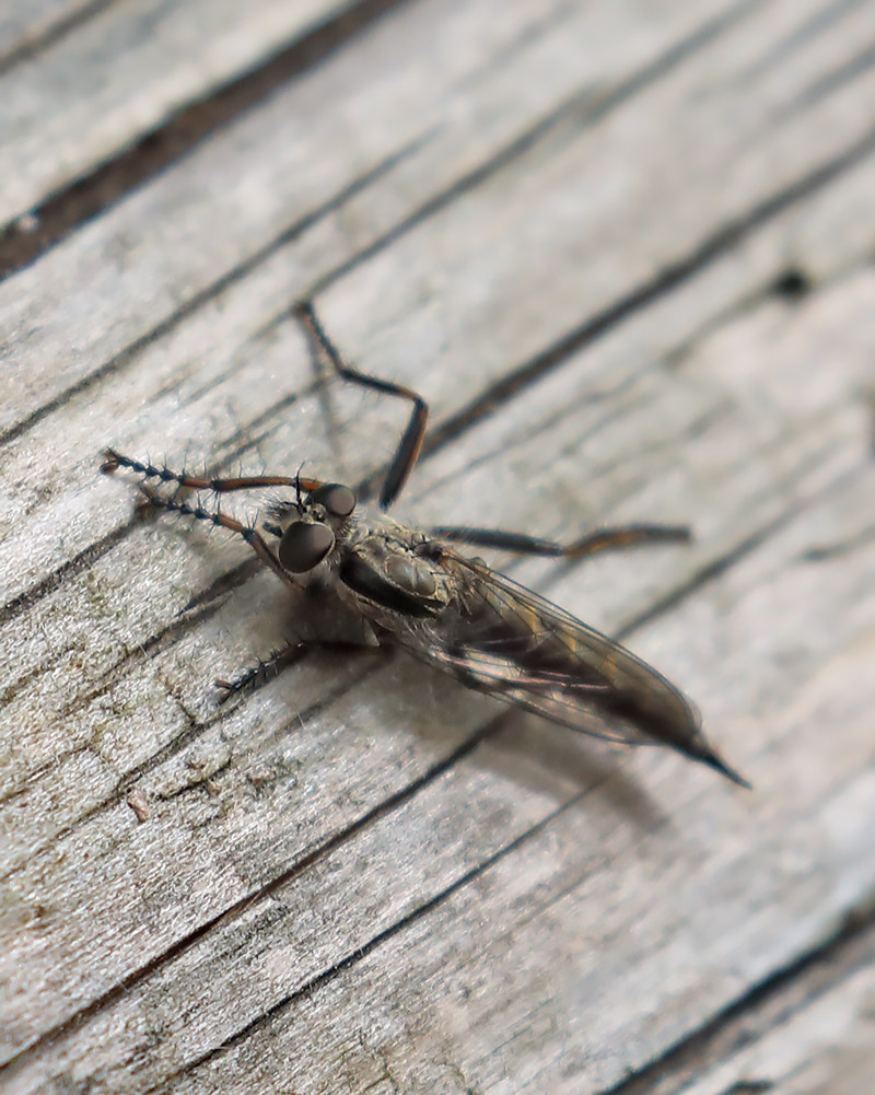 Kite-tailed robberfly